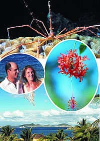 bvi yacht charters