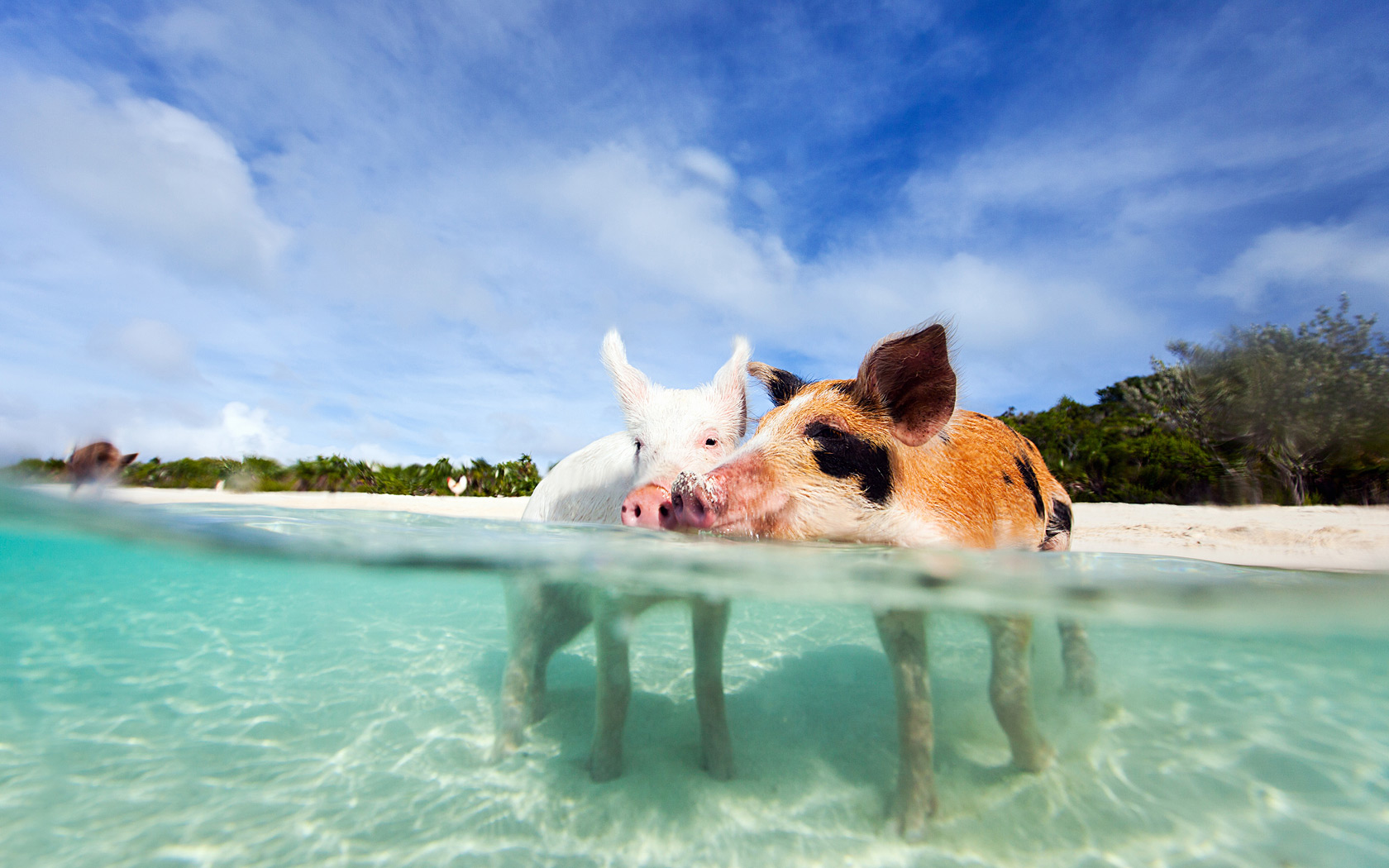 BOI-Exuma-Bahamas-Swimming-Pigs